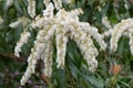 Japanese andromeda Pieris japonica Forest Flame, small white flowers